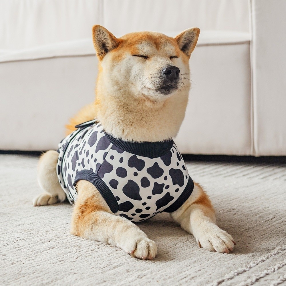 Uniwersalny, oddychający kombi – Dog Anxiety Vest recenzja i cena
