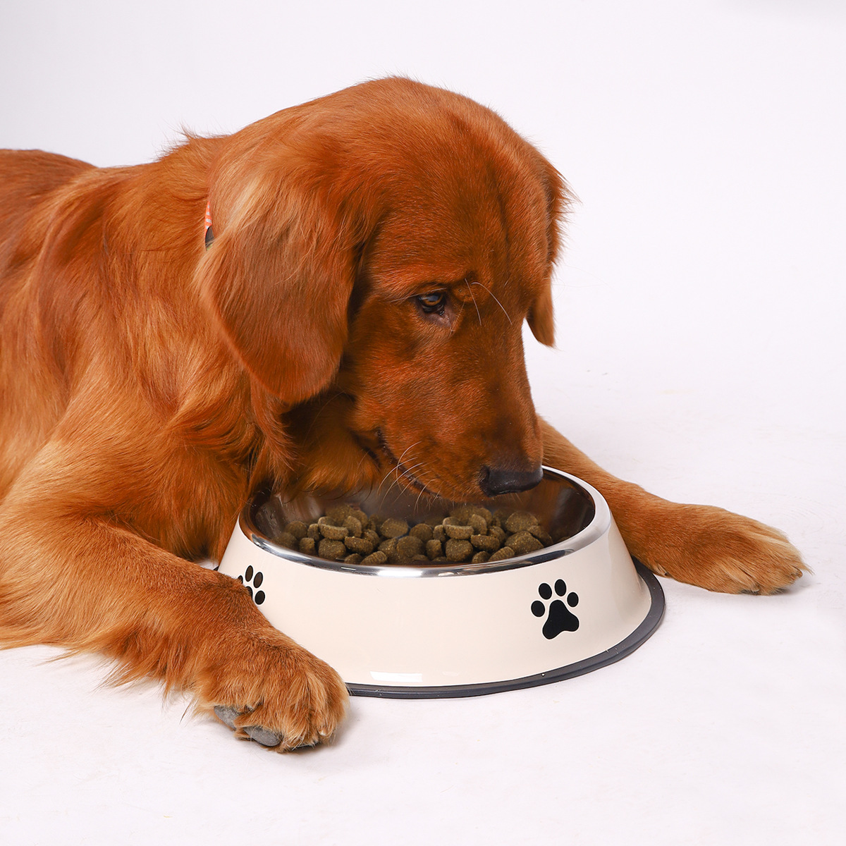 Miska dla psa ze stali nierdze – Pet Supplies Plus recenzja i cena